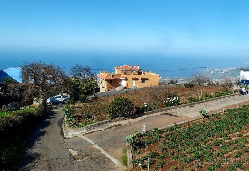 Лавры и пальмы. Пейзажи Тенерифе 