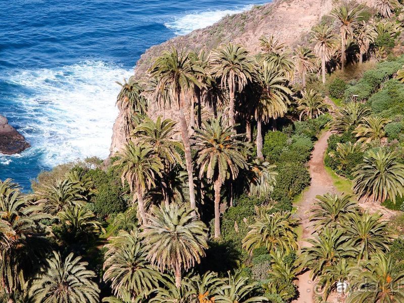 Лавры и пальмы. Пейзажи Тенерифе 