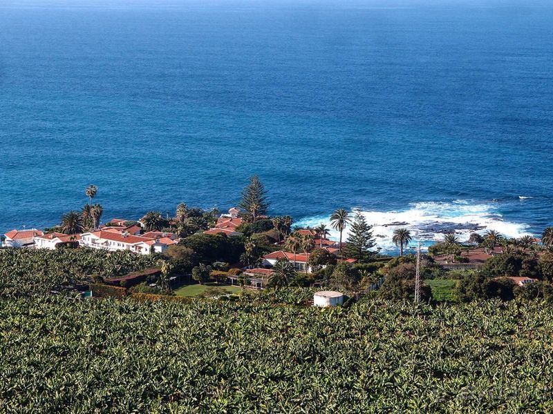 Лавры и пальмы. Пейзажи Тенерифе 