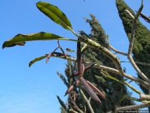 Альбом отзыва "Новый год в цветущем лете, где-то 200 лет назад"