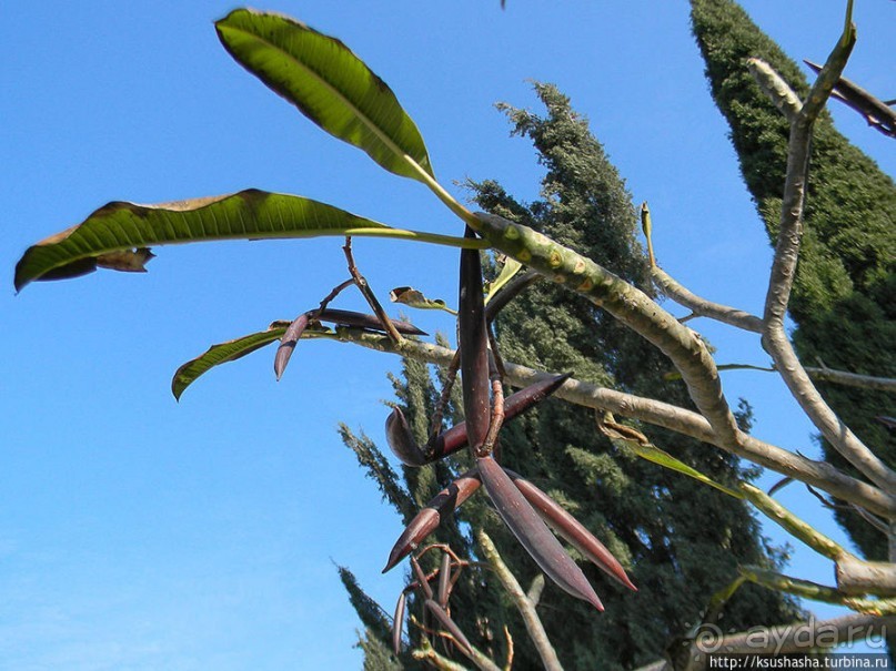 Новый год в цветущем лете, где-то 200 лет назад