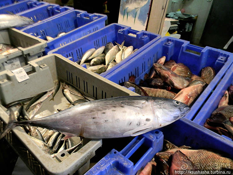 Новый год в цветущем лете, где-то 200 лет назад