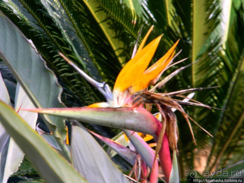 Новый год в цветущем лете, где-то 200 лет назад