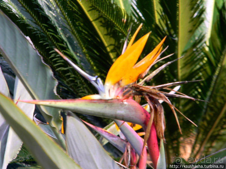 Новый год в цветущем лете, где-то 200 лет назад