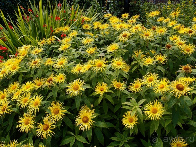 Аббатство Кайлемор