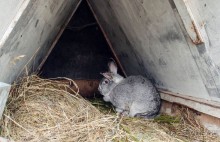 Город — кроликам, девочкам — цветы!