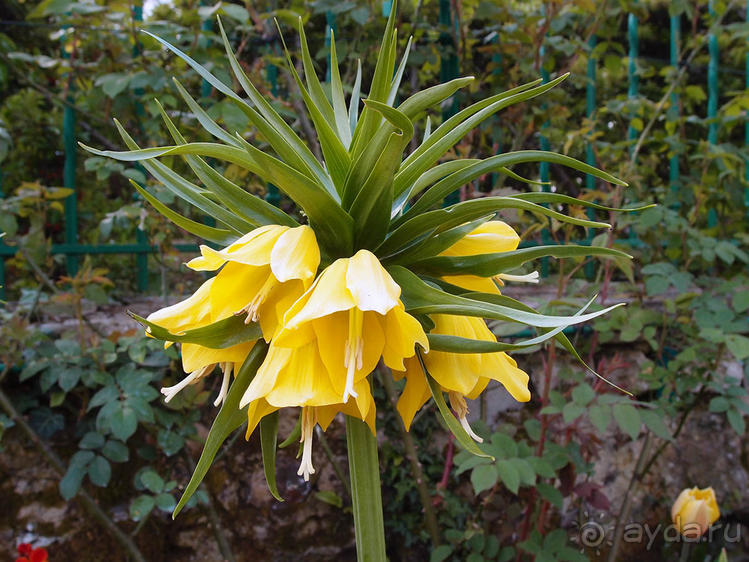 Сад, рождающий шедевры