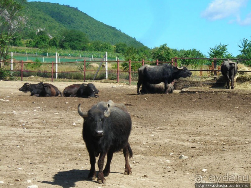 Музей Африки- трофеи заядлого охотника