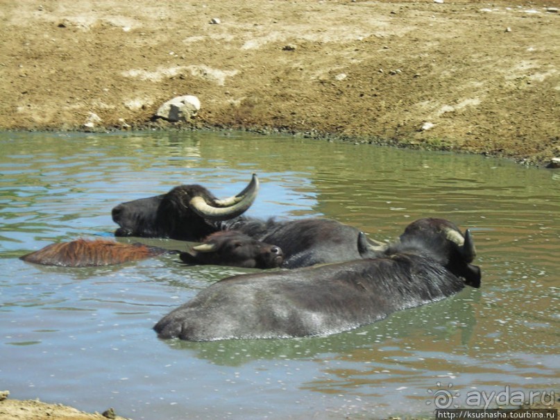 Музей Африки- трофеи заядлого охотника