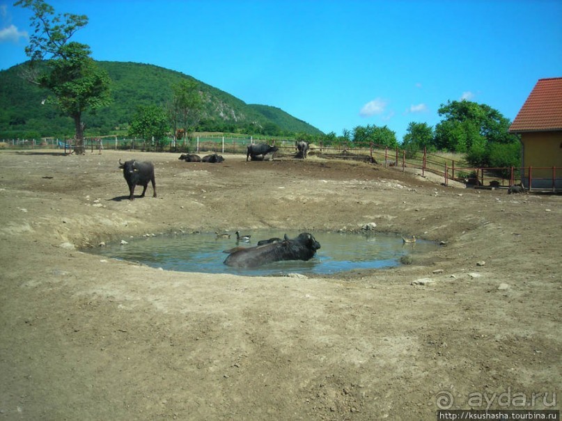 Музей Африки- трофеи заядлого охотника