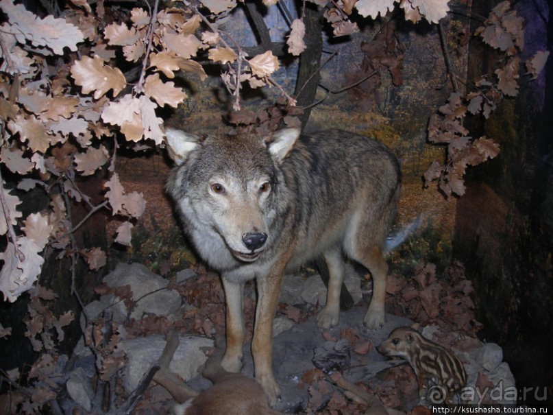 Музей Африки- трофеи заядлого охотника