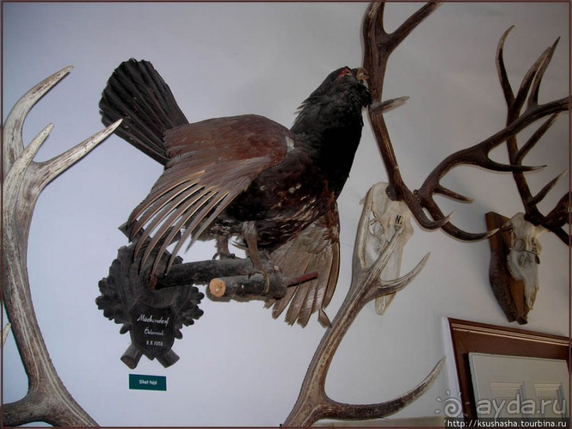 Музей Африки- трофеи заядлого охотника