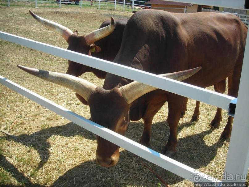 Музей Африки- трофеи заядлого охотника