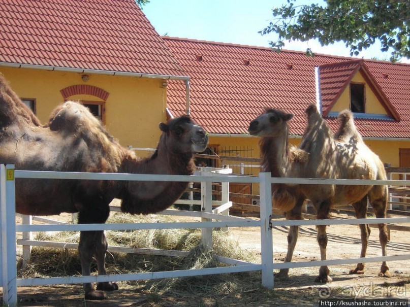 Музей Африки- трофеи заядлого охотника