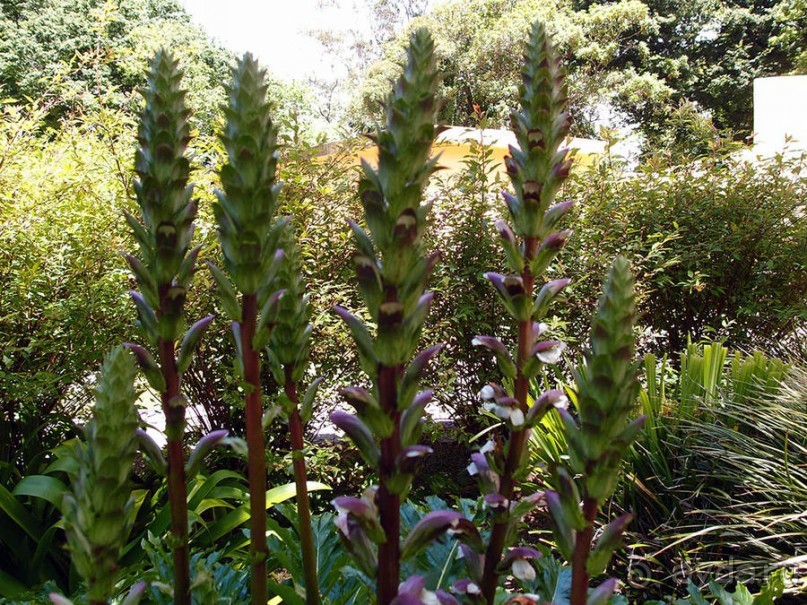 Про королевских сорок, мавританский замок и креветочный суп