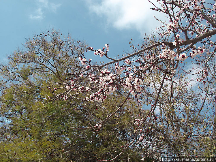 Городские парки
