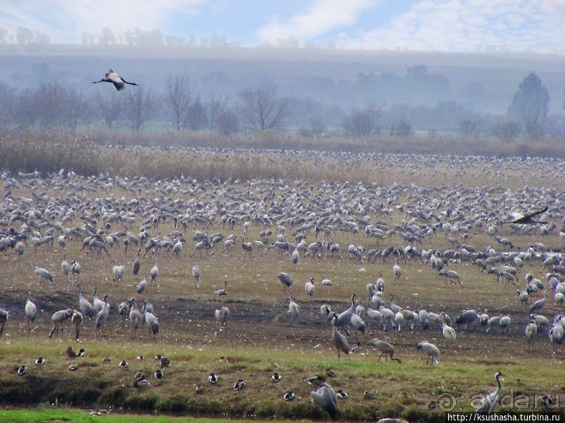 Альбом отзыва "Заповедник Хула"