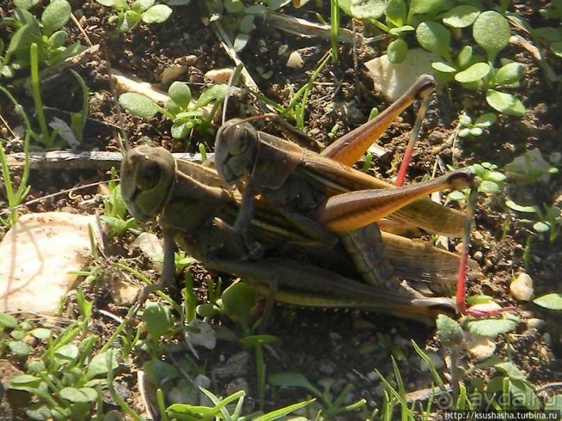 Альбом отзыва "Заповедник Хула"