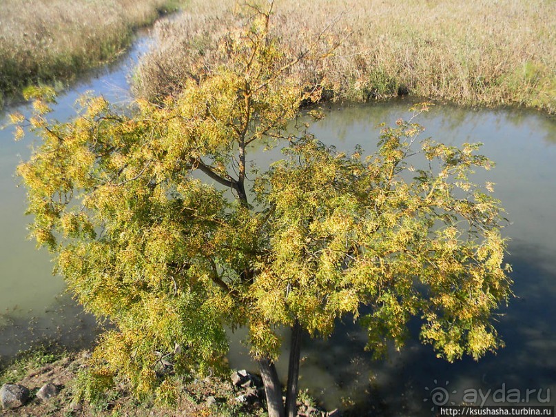 Альбом отзыва "Заповедник Хула"