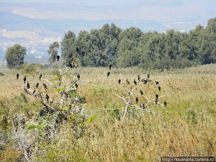 Альбом отзыва "Заповедник Хула"