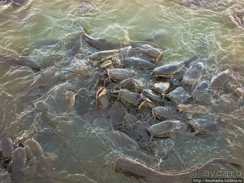 Альбом отзыва "Заповедник Хула"