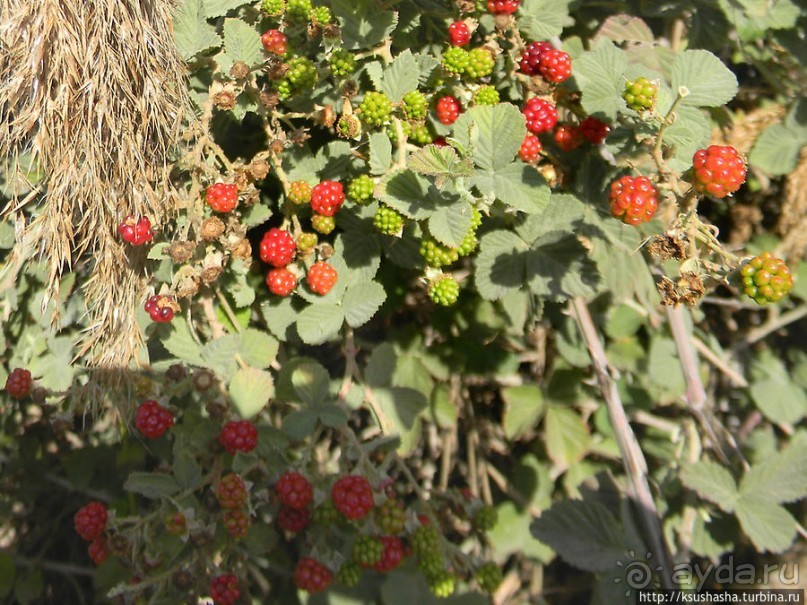 Альбом отзыва "Заповедник Хула"
