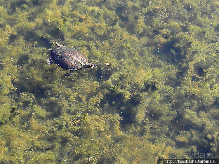 Альбом отзыва "Заповедник Хула"