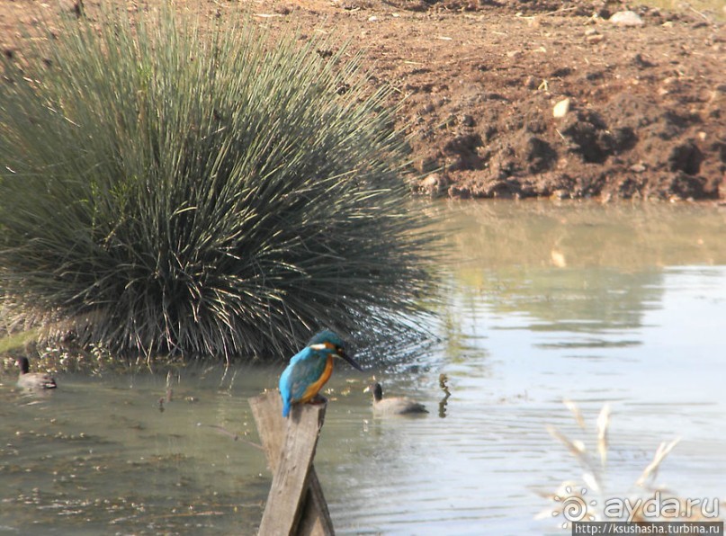 Альбом отзыва "Заповедник Хула"