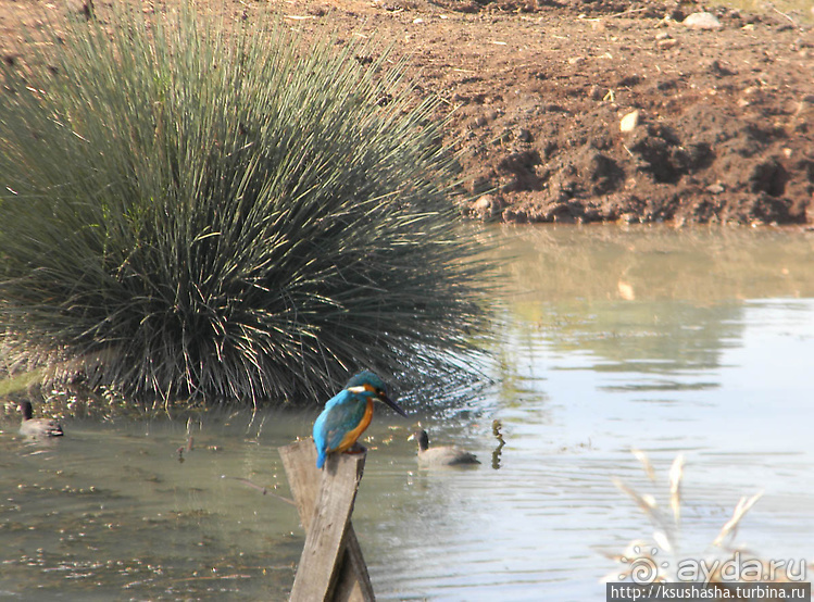 Альбом отзыва "Заповедник Хула"