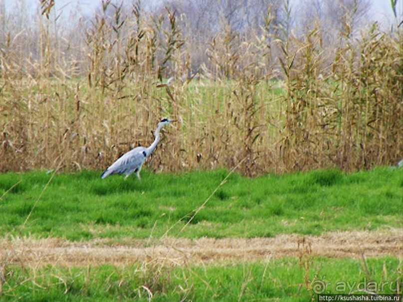 Альбом отзыва "Заповедник Хула"