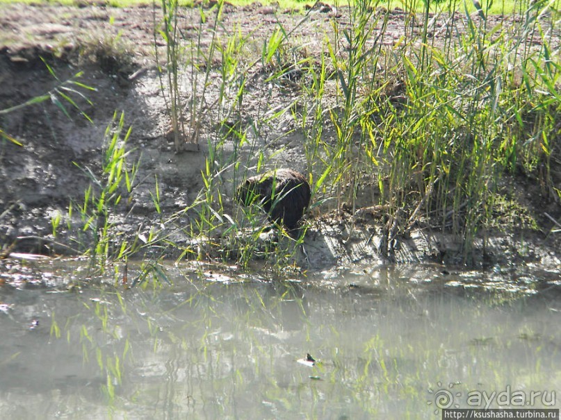 Альбом отзыва "Заповедник Хула"