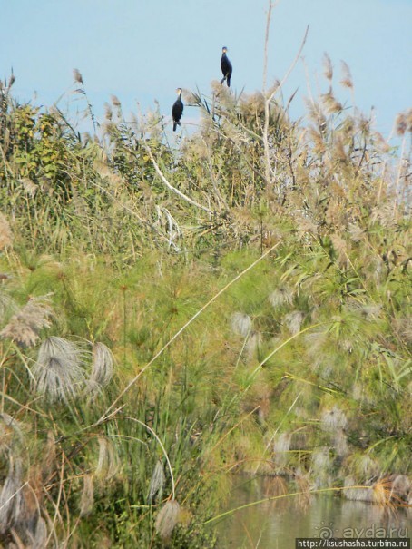 Альбом отзыва "Заповедник Хула"