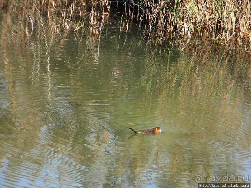 Альбом отзыва "Заповедник Хула"