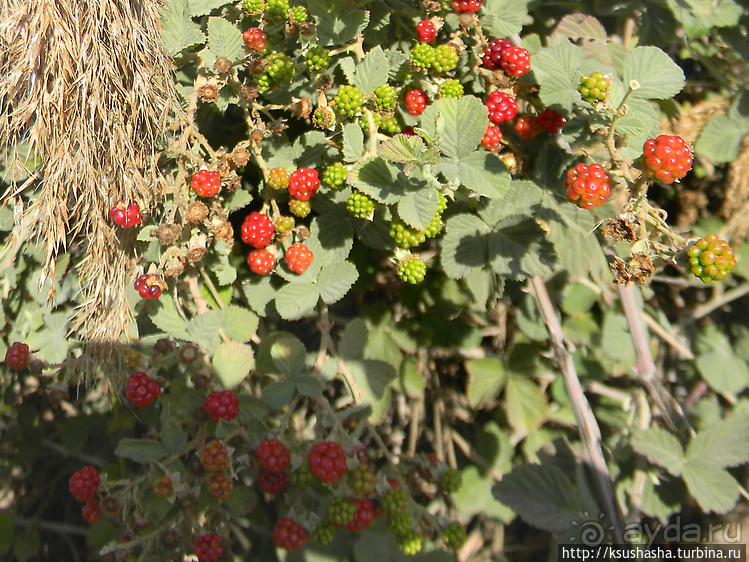 Альбом отзыва "Заповедник Хула"
