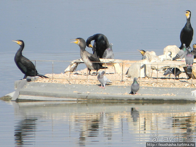 Альбом отзыва "Заповедник Хула"