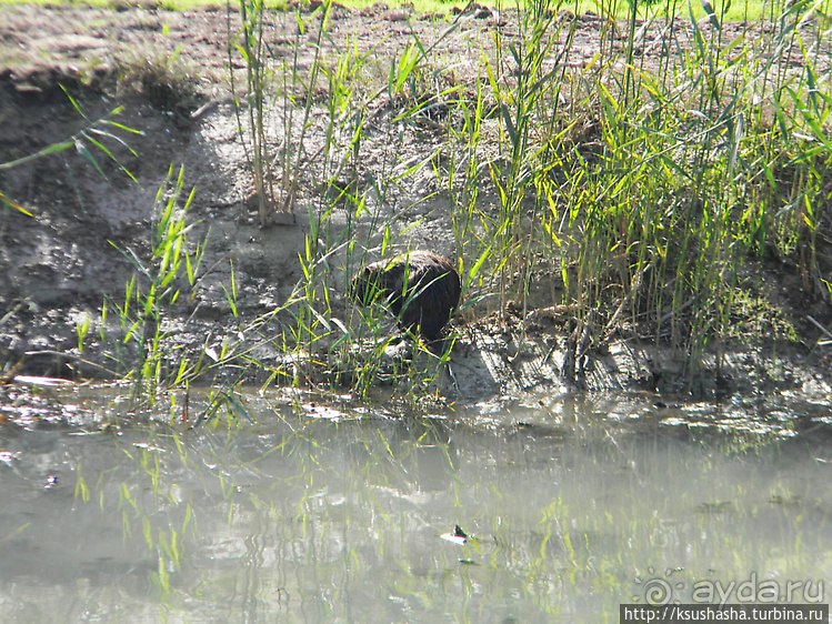 Альбом отзыва "Заповедник Хула"