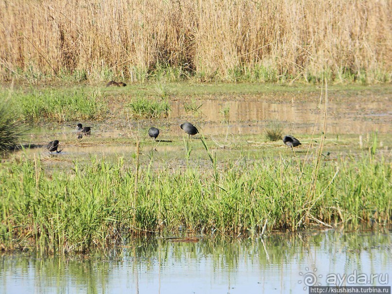 Альбом отзыва "Заповедник Хула"