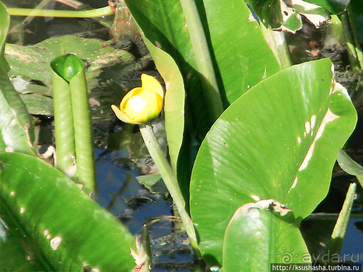 Альбом отзыва "Заповедник Хула"