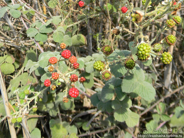Альбом отзыва "Заповедник Хула"