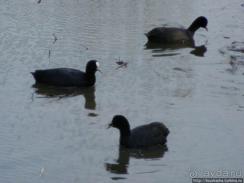 Альбом отзыва "Заповедник Хула"