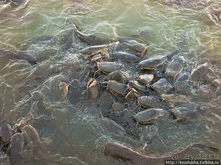 Альбом отзыва "Заповедник Хула"