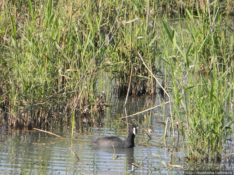 Альбом отзыва "Заповедник Хула"