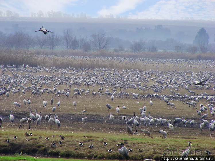 Альбом отзыва "Заповедник Хула"