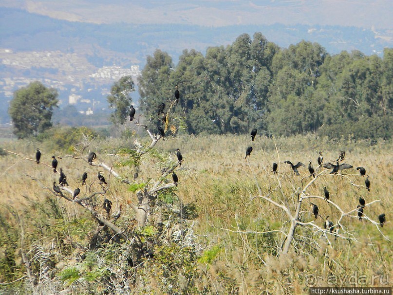 Альбом отзыва "Заповедник Хула"