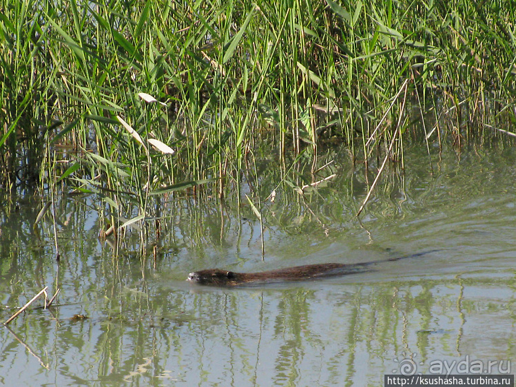 Альбом отзыва "Заповедник Хула"