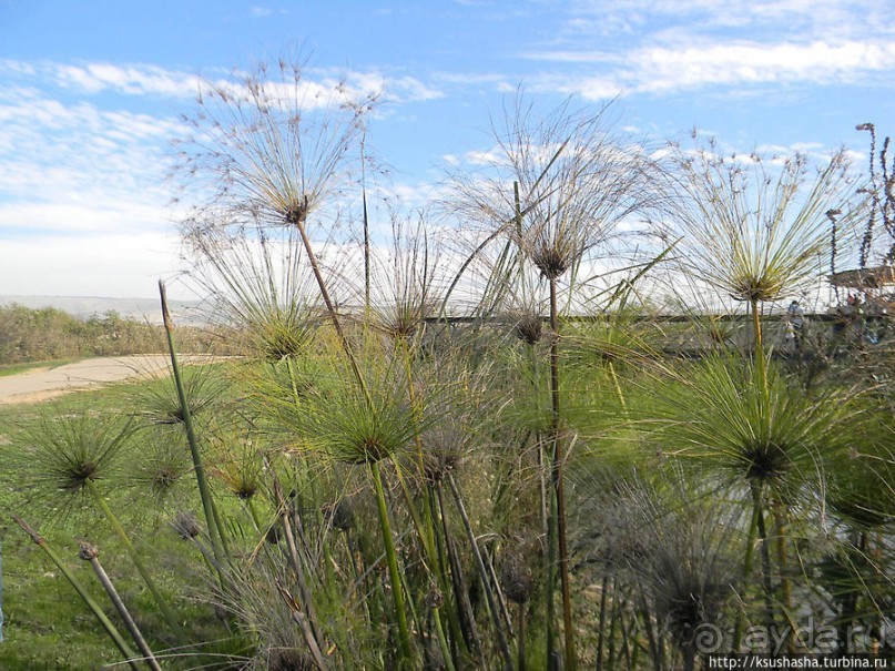 Альбом отзыва "Заповедник Хула"