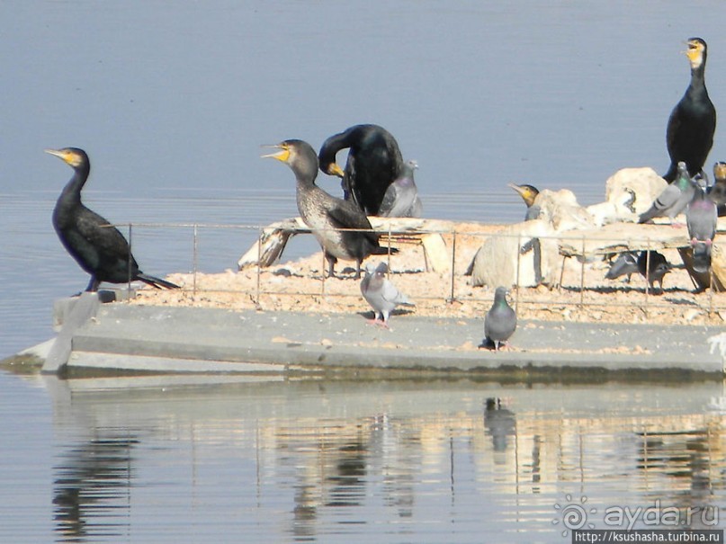 Альбом отзыва "Заповедник Хула"