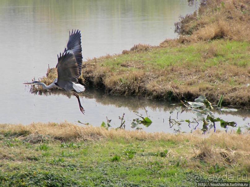 Альбом отзыва "Заповедник Хула"