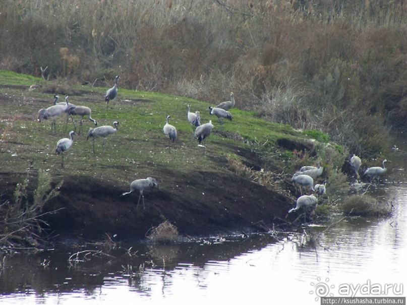 Альбом отзыва "Заповедник Хула"