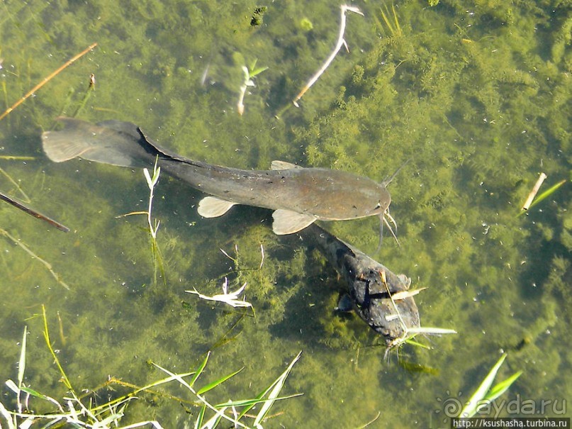 Альбом отзыва "Заповедник Хула"